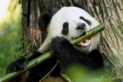 panda nə yeyir