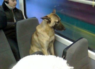 Tramvaydan istifadə edən it..