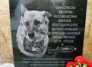 Qəhraman polis it..