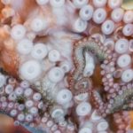 1366359716_akji20Kore