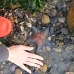 hz-musa-mucizesi-gercek-oldu-guney-kore-hz-musa-1372616