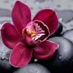 Orchid-flowers-33162311-1360-932