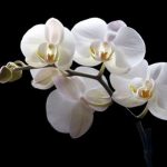 Orkide Resmi