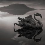 Calcified-Reflected-Flamingo-Lake-Natron-2010_-nick-brandt-620×519