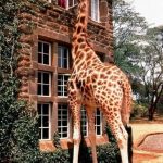 cute-funny-wild-Favim.com-1743285