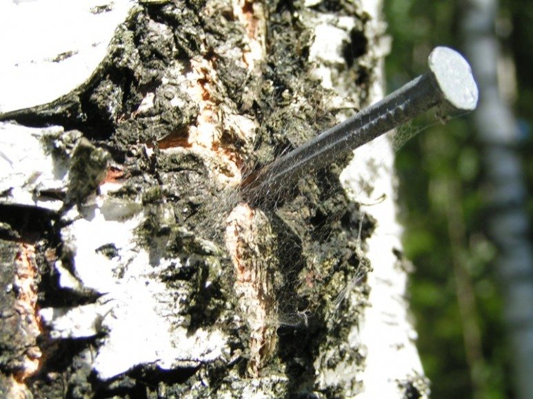 Nail_in_a_tree Bildirchin.az