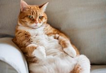 Pişiklər məşhur Ağ Evdə yaşayıb? (2-ci hissə)