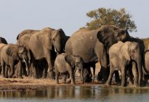 Fillər mənim dostumdur!