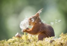 Dələləri heç belə görməmişdiniz!