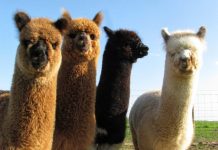 Çoooox sevimli gombullar!