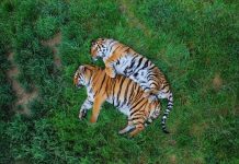 Heyvanları heç belə görməmişdiniz!