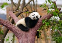 Bazar ertəsi tənbəlliyi heç bu qədər şirin olmamışdı!