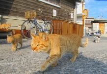 Yaponiyanın pişik adaları