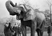 Baxıcısını öldürdüyü üçün edam edilən fil – Böyük Mary Edam edilərək öldürülən fil