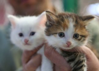 Dünyanın ən bahalı və dəyərli pişik cinsləri
